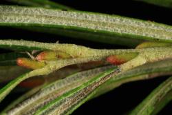Salix eleagnos. Tomentum on young branchlet.
 Image: D. Glenny © Landcare Research 2020 CC BY 4.0